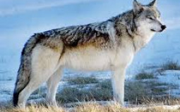 Mammalian Carnivores